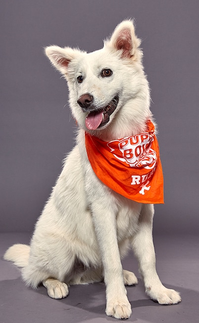 Puppy Bowl XVI